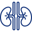 kidney